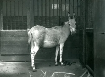 Un asno salvaje somalí en el zoológico de Londres, 1915. El asno salvaje somalí es una subespecie en peligro de extinción del asno salvaje africano.